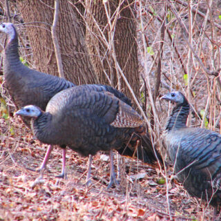 Boudart, Brown honored during Window Rock – Uranium Film Festival awards