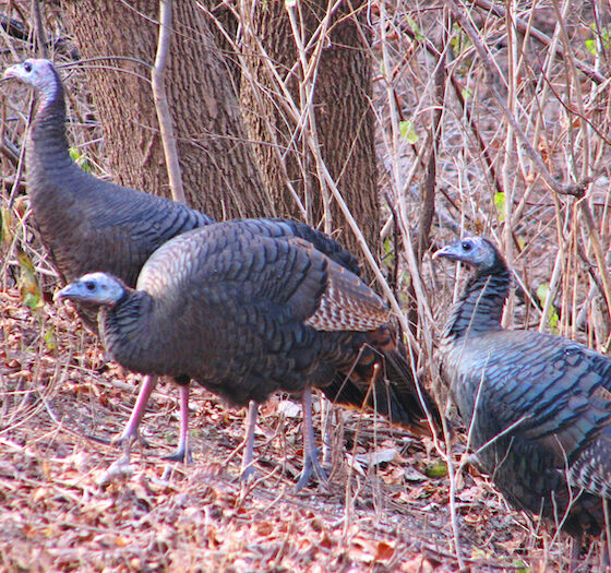 Indigenous Foods Day