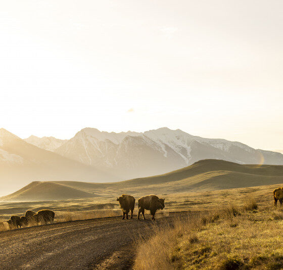 Missoula Art Museum exhibits ‘Tailyr Irvine: Beyond Bison’