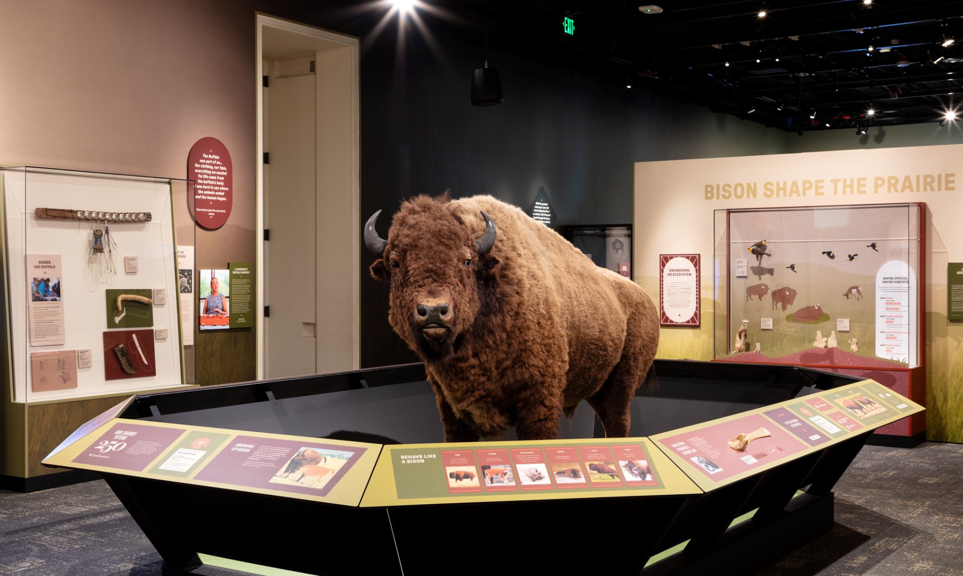 Smithsonian’s ‘Bison: Standing Strong’ exhibit explores the enduring legacy of America’s national mammal