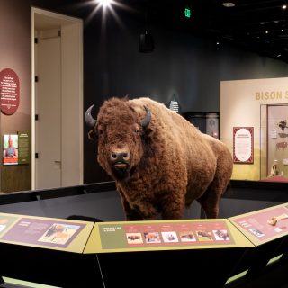 ‘I Use My Haida Eyes’ exhibition brings Hazel Wilson’s history robes to public view