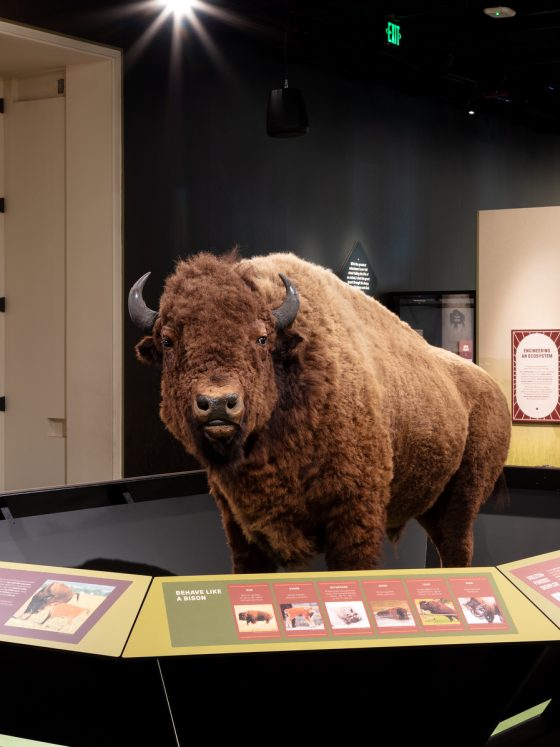 Smithsonian’s ‘Bison: Standing Strong’ exhibit explores the enduring legacy of America’s national mammal