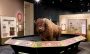 Smithsonian’s ‘Bison: Standing Strong’ exhibit explores the enduring legacy of America’s national mammal